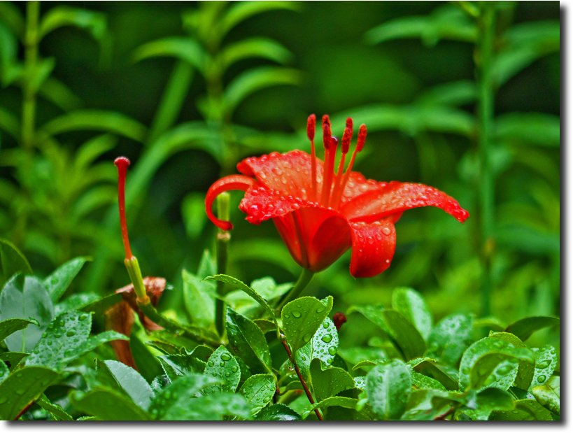 雨の中の植物　　　_d0091147_1331739.jpg