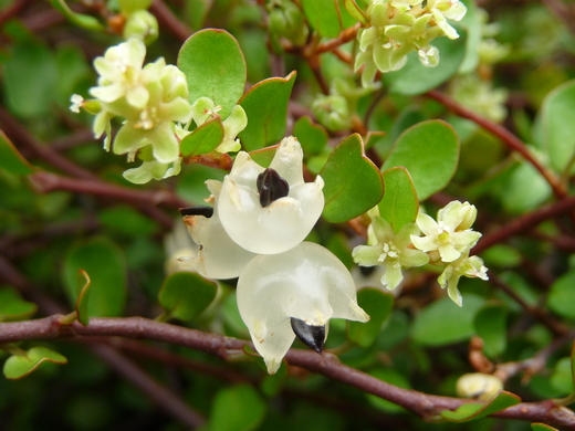 ワイヤープランツ タデ科 Monasaの草花通信