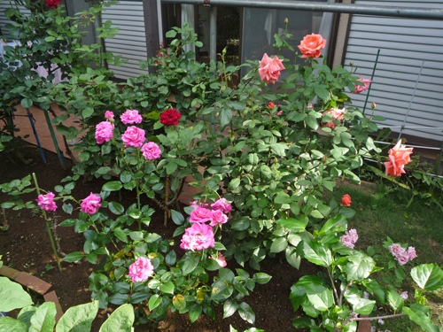 b0045357_88165.jpg