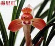 春蘭に花芽が　　　　　　　　　　　　　　　　　　　　　　　　No.1699_d0103457_00490844.jpg