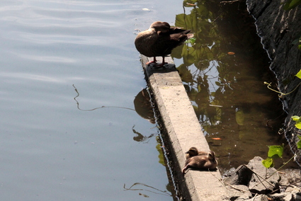 ★先週末の鳥類園（2016.6.18～19）_e0046474_1625927.jpg