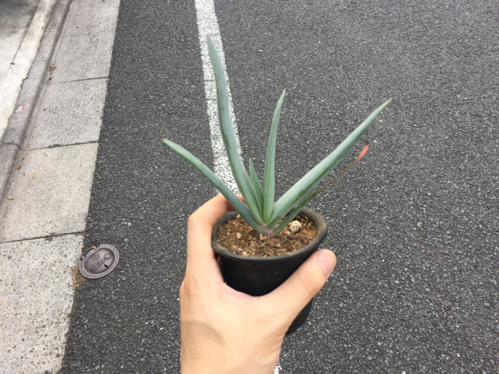 沼を抜け出し 次なる沼へ アロエ プリカティリス サイキック迷子 沼を抜け出し 次なる沼へ アロエ プリカティリス サイキック迷子