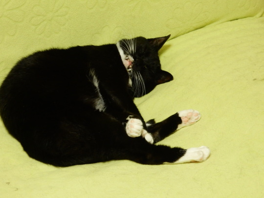 ねこまつり_e0355177_21112185.jpg
