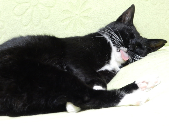 ねこまつり_e0355177_21120683.jpg