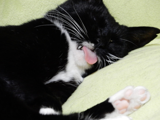 ねこまつり_e0355177_21123631.jpg