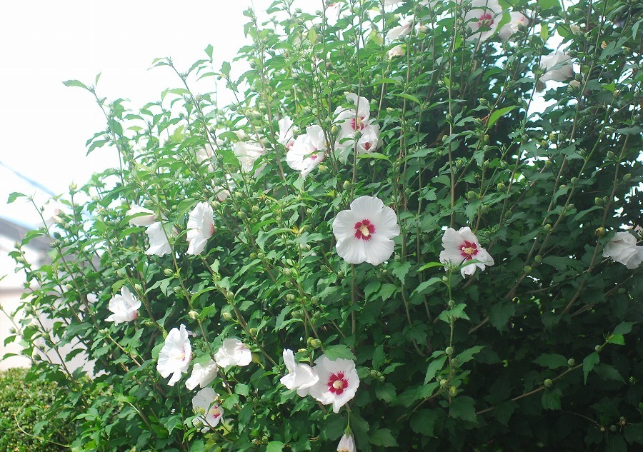 木槿咲く庭_c0187781_12213950.jpg
