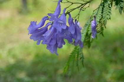 長居公園 ジャカランダ Yukoの花散歩 長居公園 ジャカランダ Yukoの花散歩