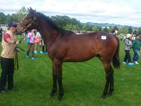 2016社台サンデーG1応募馬(遡ってウイッシュリスト)_a0036685_16263455.png