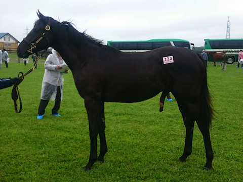 2016社台サンデーG1応募馬(遡ってウイッシュリスト)_a0036685_16282589.png
