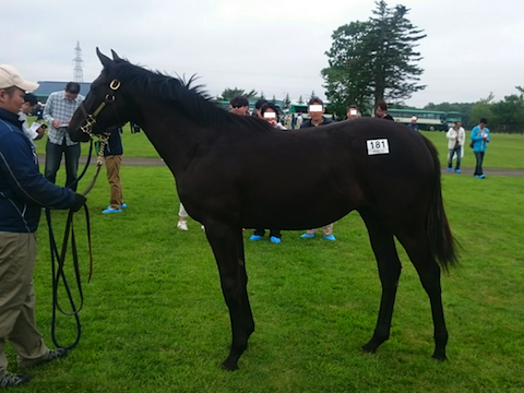 2016社台サンデーG1応募馬(遡ってウイッシュリスト)_a0036685_16291624.png