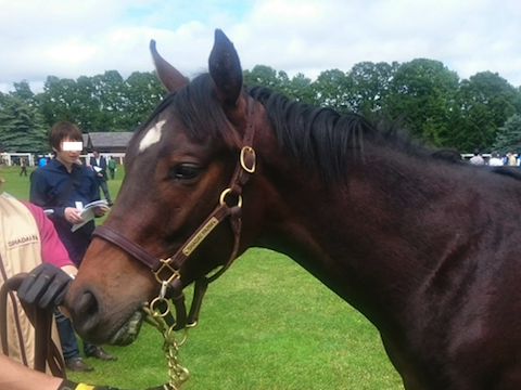 2016社台サンデーG1応募馬(遡ってウイッシュリスト)_a0036685_16393955.png