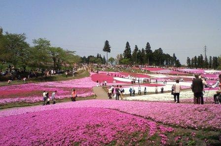 芝桜_f0365685_14125058.jpg