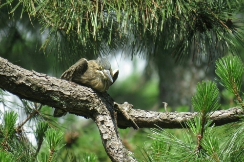 2016年6月26日撮影(ｻｻｺﾞｲ幼鳥)_e0357387_19151072.jpg