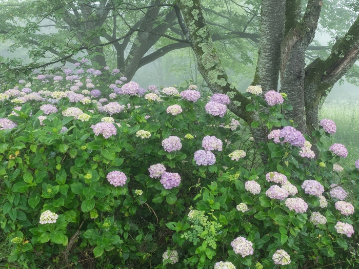 雨の似合う花 アジサイの美の山_f0224100_23142165.jpg