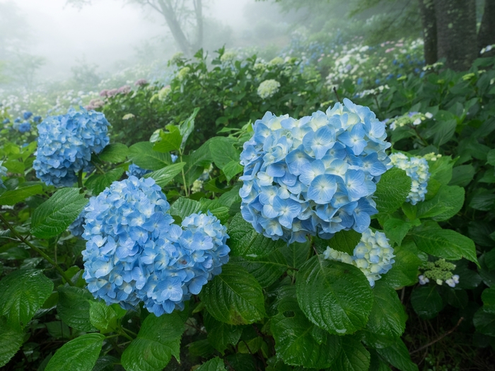 雨の似合う花 アジサイの美の山_f0224100_23151980.jpg