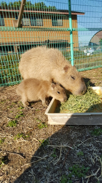 カピバラ・エノキの成長_c0290504_17385137.jpg