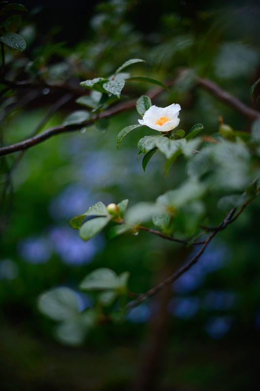 水無月の花達＠雨の法金剛院 _f0032011_18122756.jpg