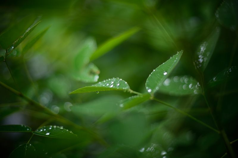 水無月の花達＠雨の法金剛院 _f0032011_1817521.jpg