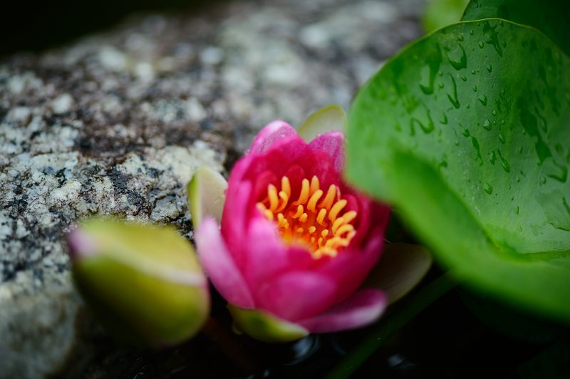 水無月の花達＠雨の法金剛院 _f0032011_18183381.jpg