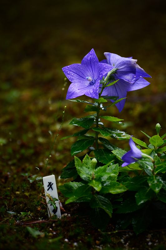 水無月の花達＠雨の法金剛院 _f0032011_18184852.jpg