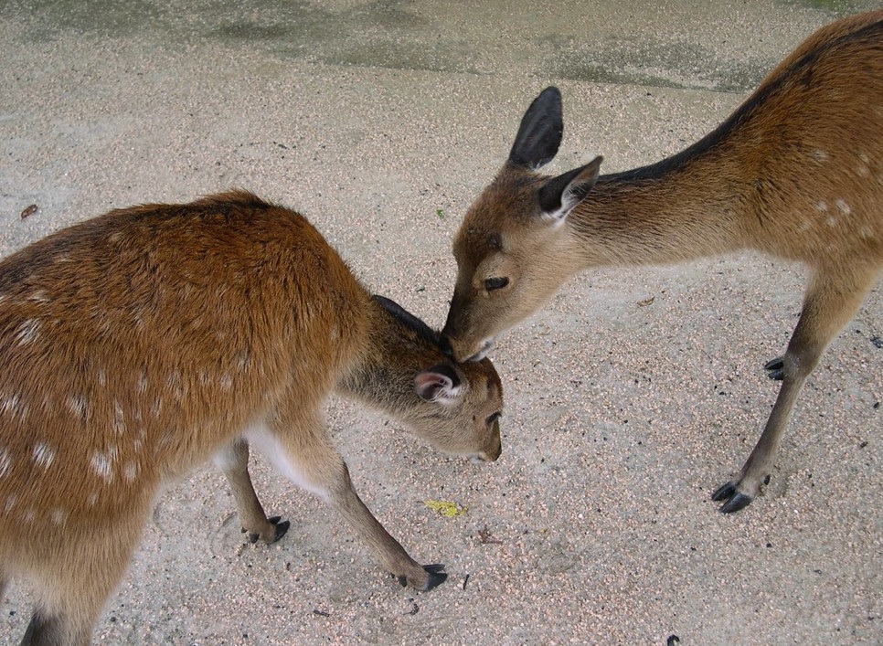 広島ーMIYAJIMA－安芸の宮島_a0056219_916431.jpg