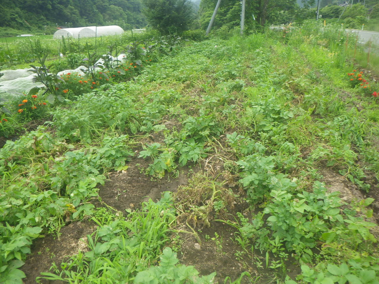 c0300035_16939.jpg