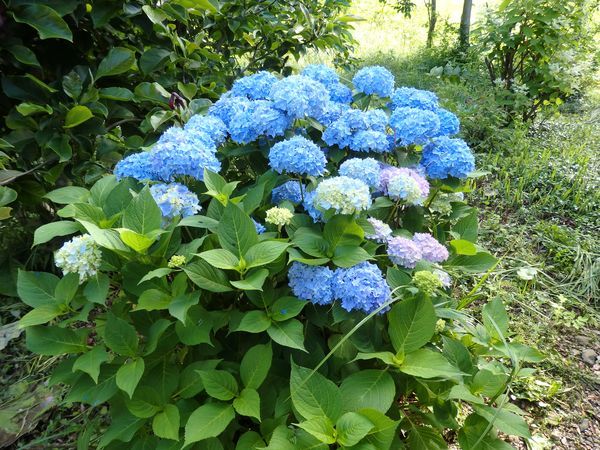 梅雨の晴れ間の清水川かいわい&その後の「さんがいねぎ」_b0206037_18545977.jpg