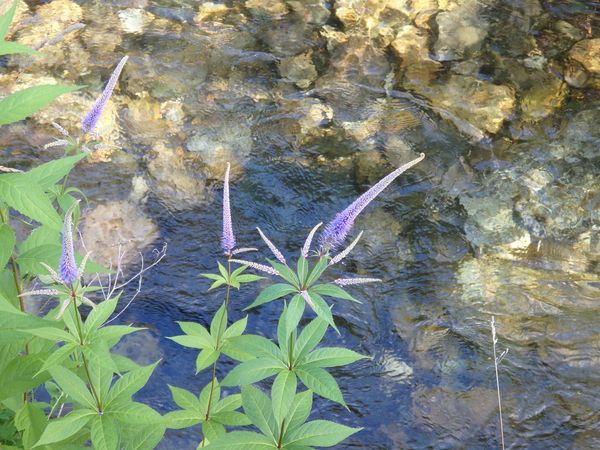 梅雨の晴れ間の清水川かいわい&その後の「さんがいねぎ」_b0206037_18585492.jpg