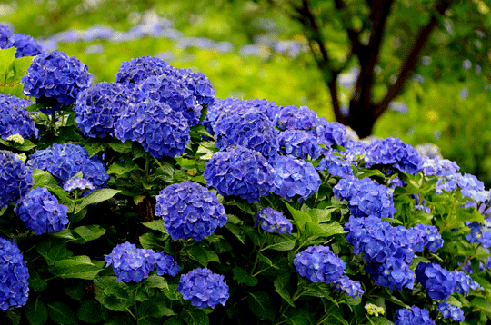 c0093046_671073.gif