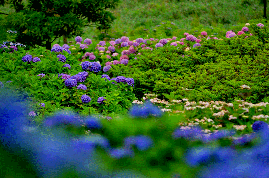 c0093046_672577.gif
