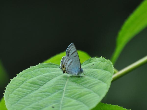 c0045352_16263570.jpg
