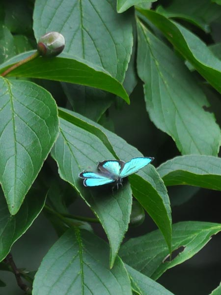 c0045352_16265581.jpg