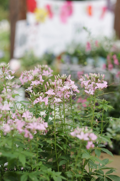 ハイブリッドなクレオメ さにべるスタッフblog Sunny Day S Garden