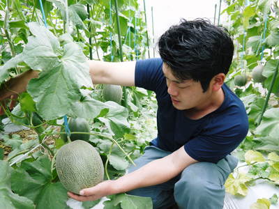 熊本産高級マスクメロン『肥後グリーン』 先行予約受付スタート!匠が育てた“本物”の美味さ!_a0254656_19214823.jpg