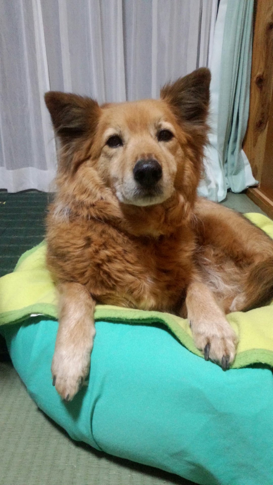 Never Trust A Smiling Dog Never Trust A Smiling Dog