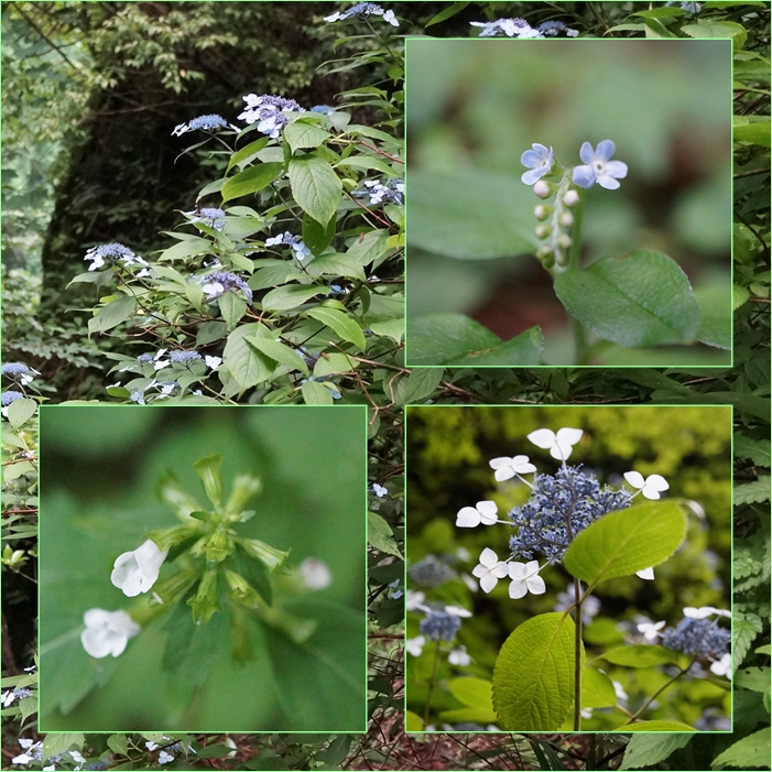 梅雨の晴れ間に英彦山へ。_f0016066_9103461.jpg