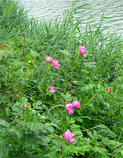 e0357367_2318366.jpg