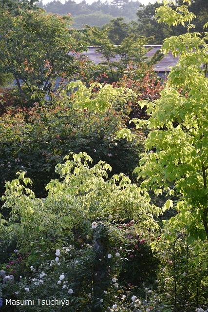 d0334669_18550885.jpg