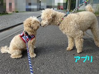 今日までの晴れを楽しもう_d0353074_17380447.jpg