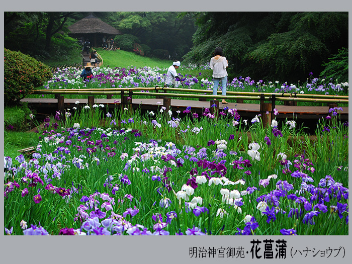 「花たち - 花菖蒲・愉しむ・・」_c0009981_6315.jpg