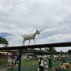 富良野産のラベンダーが×だったため_a0191183_156423.jpg