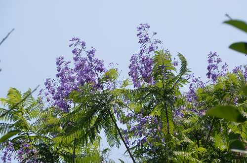 長居公園 ジャカランダ Yukoの花散歩 長居公園 ジャカランダ Yukoの花散歩