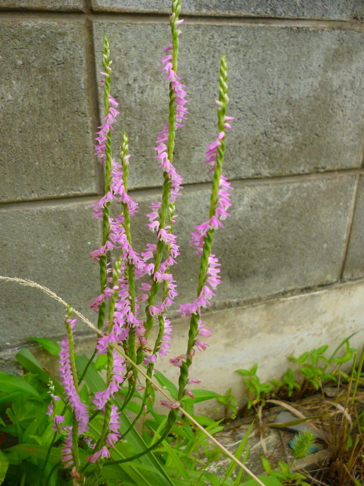 e0355083_1638574.jpg