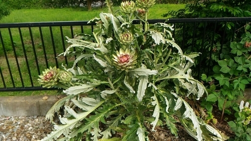 c0197684_19373987.jpg