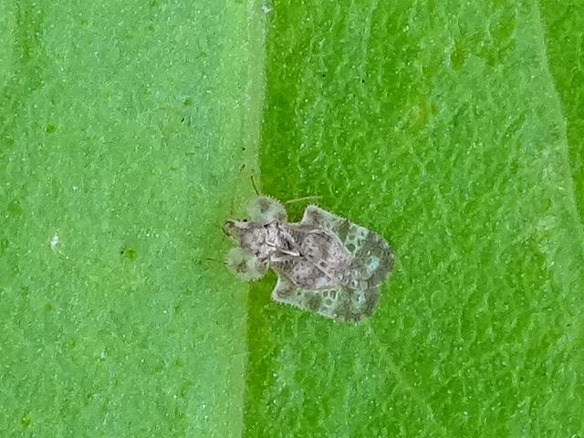 雑草に潜む小さな虫たち 花と葉っぱ