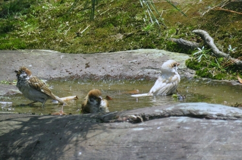 2016年6月26日撮影(ｽｽﾞﾒ幼鳥)_e0357387_06511560.jpg