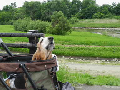 f0205887_1246533.gif