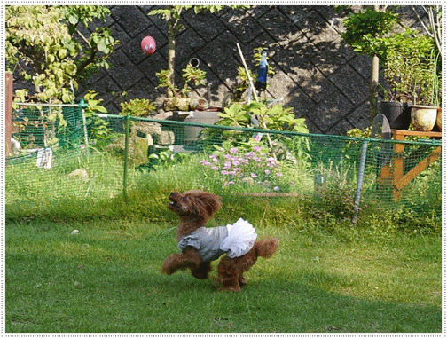 b0175688_10331690.gif