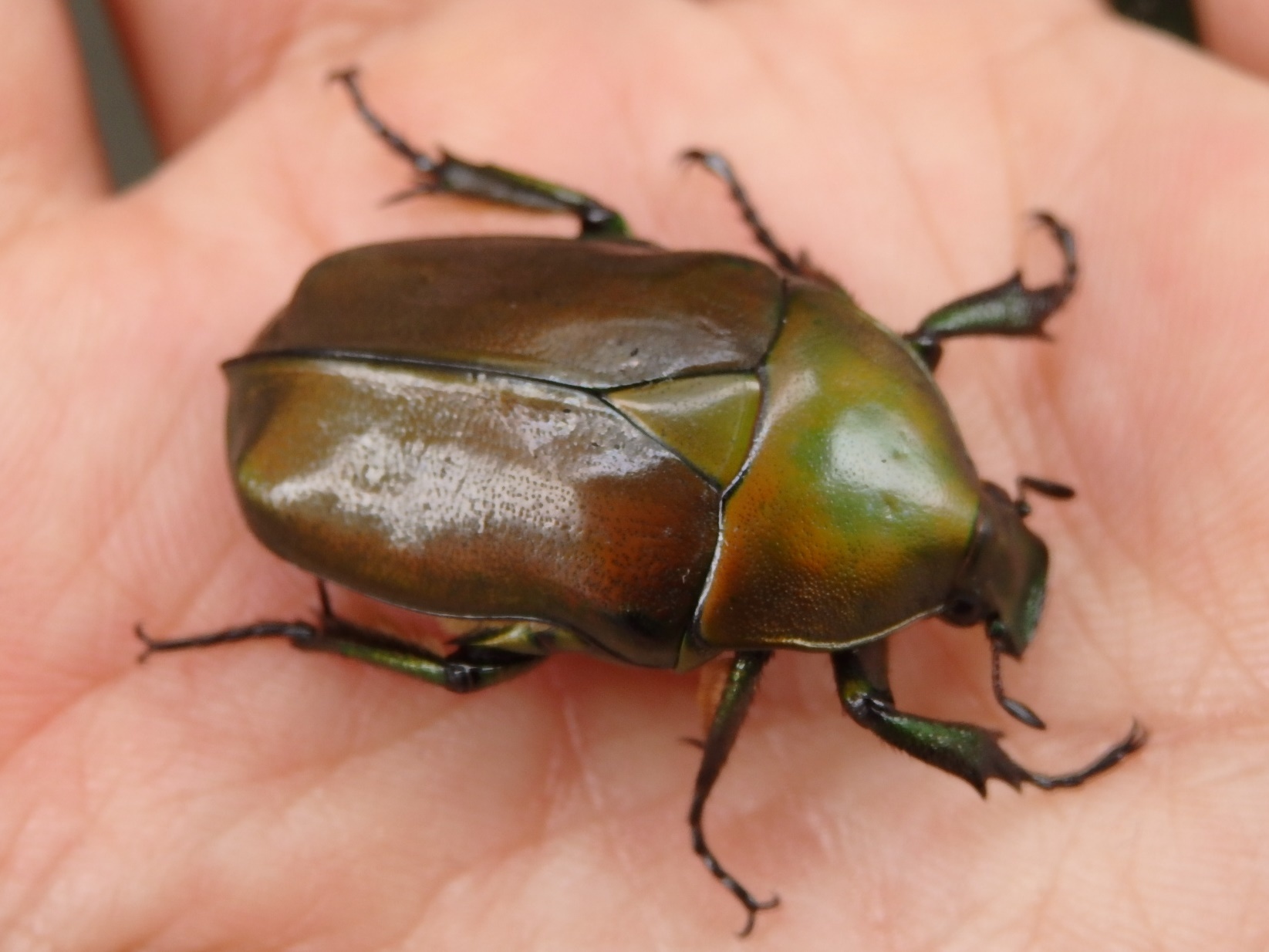 カナブン　Pseudotorynorhina japonica_c0208989_22343974.jpg