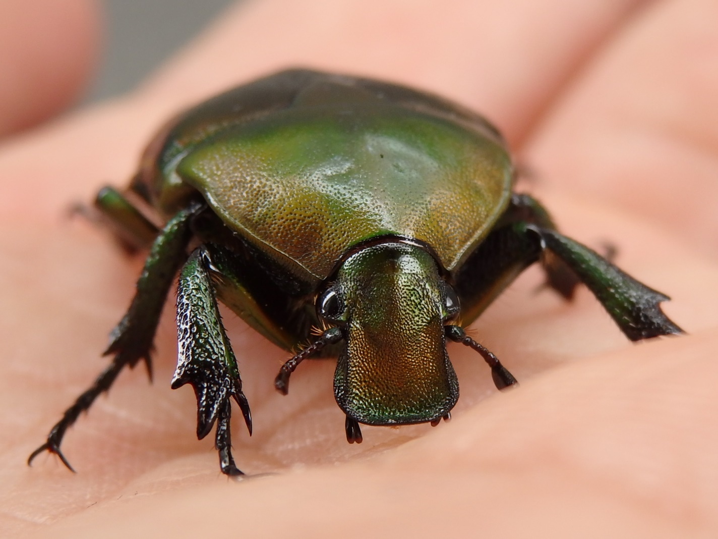 カナブン　Pseudotorynorhina japonica_c0208989_22350924.jpg